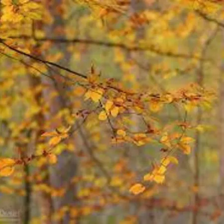 Holiday home De Rimboe & De Woeste Hoogte